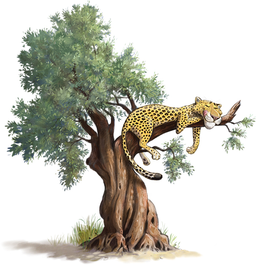 Leopard in tree